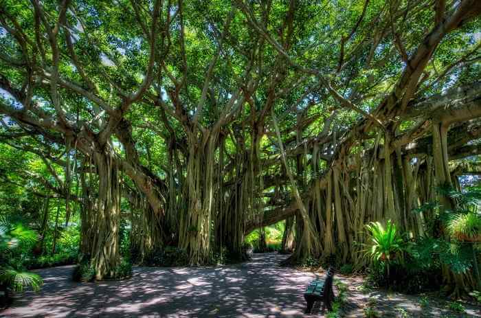 National Tree of India: The Banyan Tree (Ficus benghalensis)