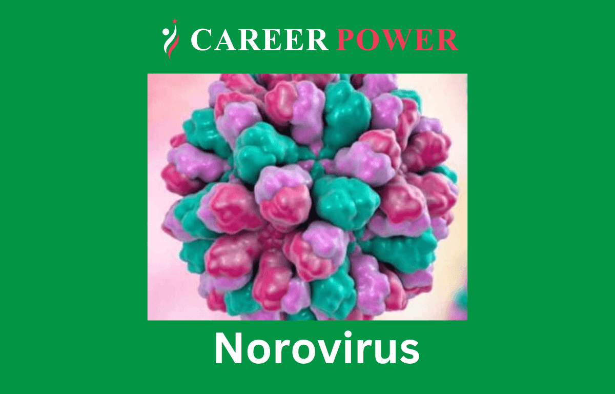 norovirus