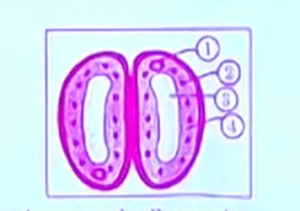 CBSE Class 10 Science Answer Key 2023, Question Paper Solutions_5.1