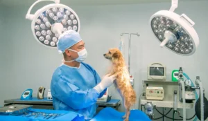 HPSC Veterinary Surgeon