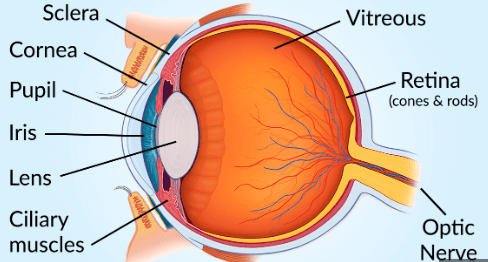 Parts of the Eye and Their Functions_3.1