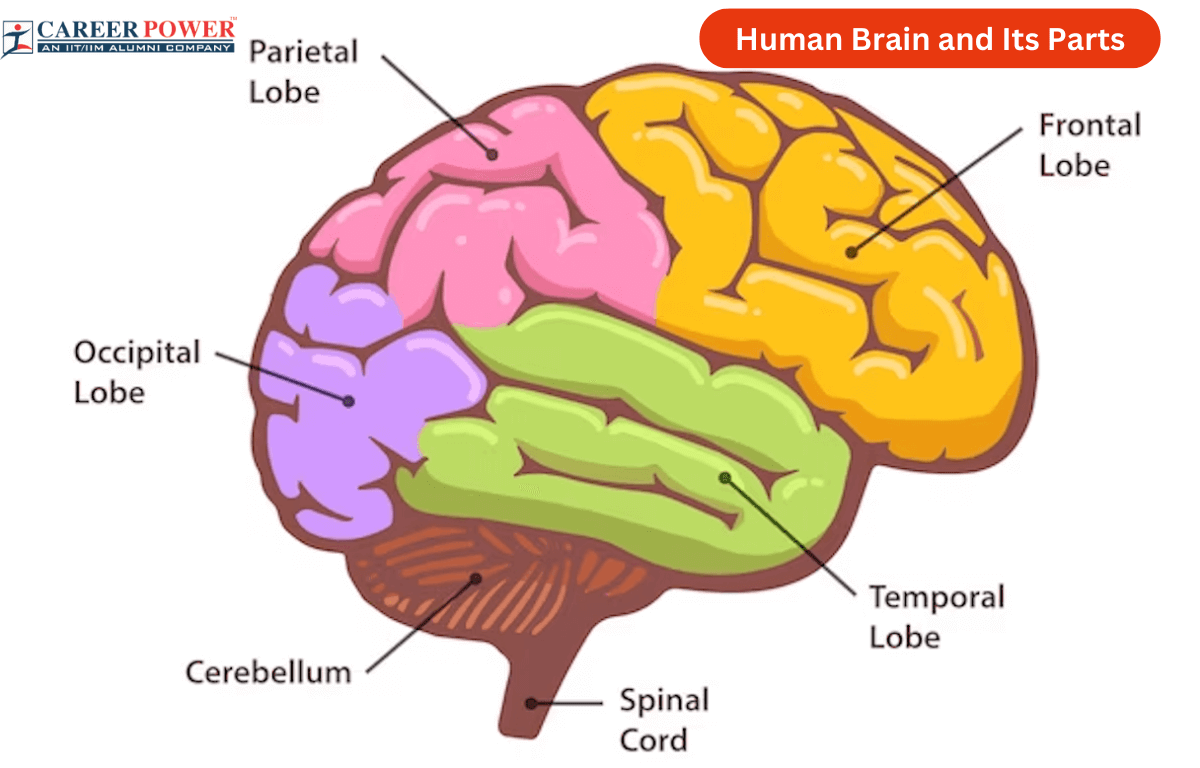 Human Brain Diagram, Parts and Functions