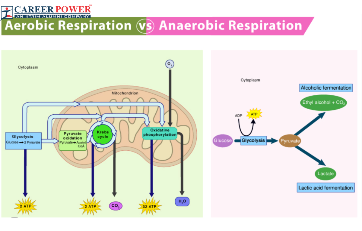 Respiration
