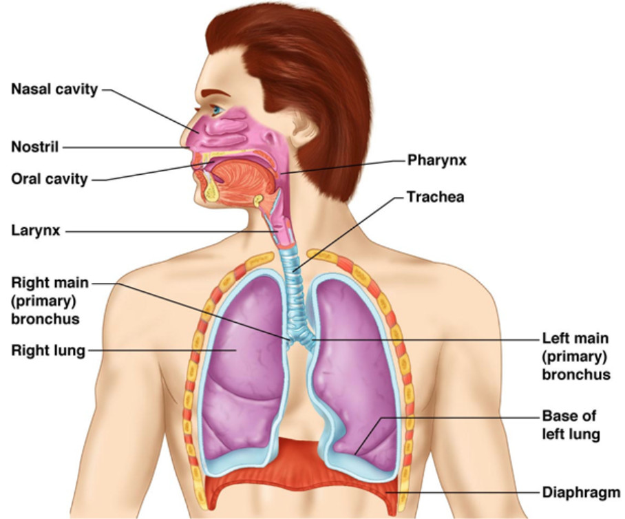 Difference Between Respiration and Combustion_5.1
