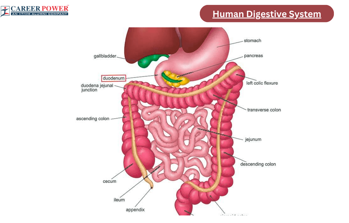Human Digestive System