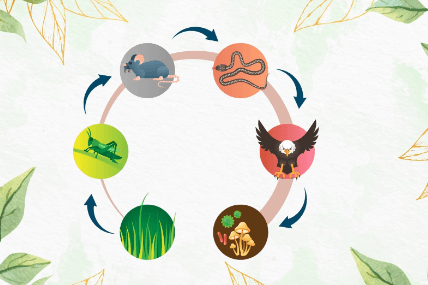 Food Chain: Definition, Types, Examples, and Diagram_3.1