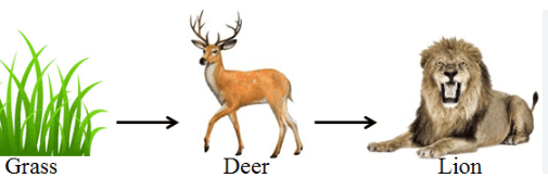 Food Chain: Definition, Types, Examples, and Diagram_7.1
