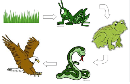 Difference Between Food Chain and Food Web_3.1