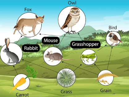 Difference Between Food Chain and Food Web_4.1