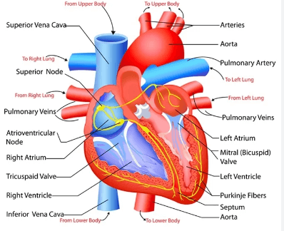 Human Circulatory System, Parts, Functions_6.1