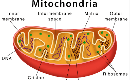 Plant Cell Diagram, Structure, Types and Functions_9.1