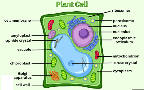 Plant Cell Diagram Structure Types And Functions