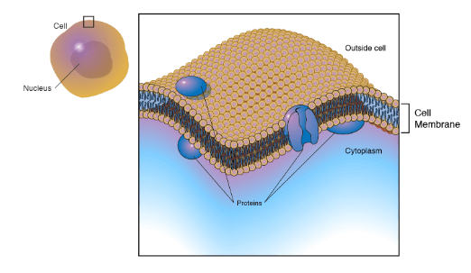 Animal Cell Diagram, Structure, Parts, Definition and Functions_5.1