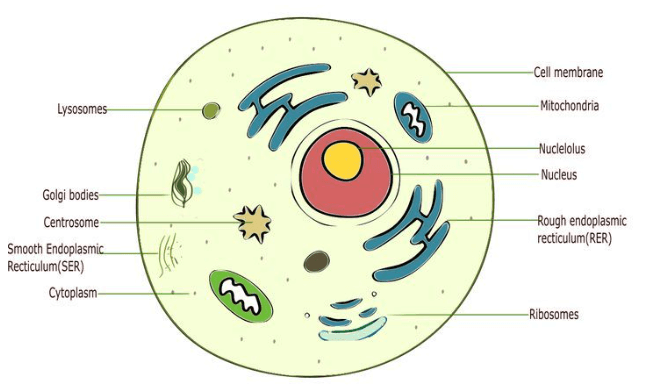 parts of an animal cell and their functions