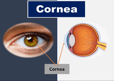 Parts of the Eye and Their Functions_4.1