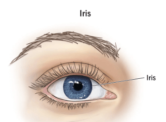 Parts of the Eye and Their Functions_5.1