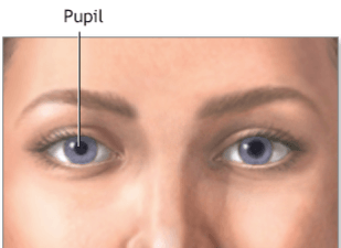 Parts of the Eye and Their Functions_6.1