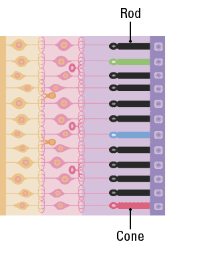 Parts of the Eye and Their Functions_9.1