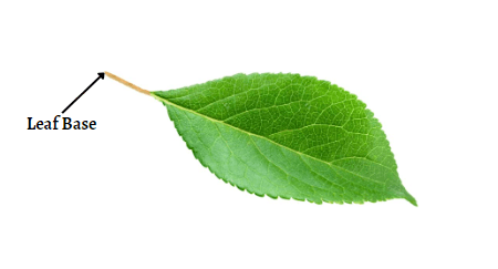 Parts of a Leaf Their Structure and Functions with Diagram_4.1