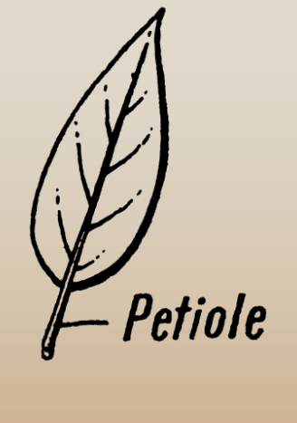 Parts of a Leaf Their Structure and Functions with Diagram_6.1