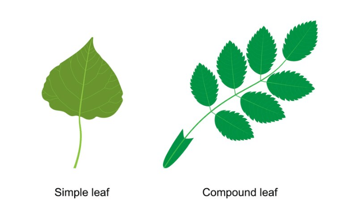 Simple Drawing Typical Green Leaf Plant Stock Vector (Royalty Free)  790499674 | Shutterstock