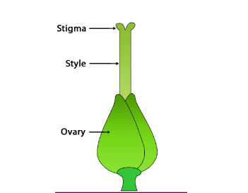 Parts of a Flower, Diagram and Functions_7.1