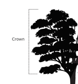 Parts of a Tree, Names and Their Functions_4.1