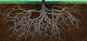 Parts of a Tree, Names and Their Functions_6.1