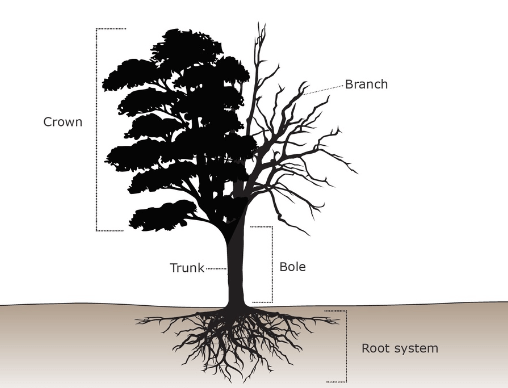 Parts Of A Tree Names And Their Functions parts-of-a-tree-names-and-their-functions
