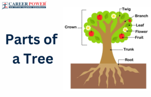 Parts of a Tree
