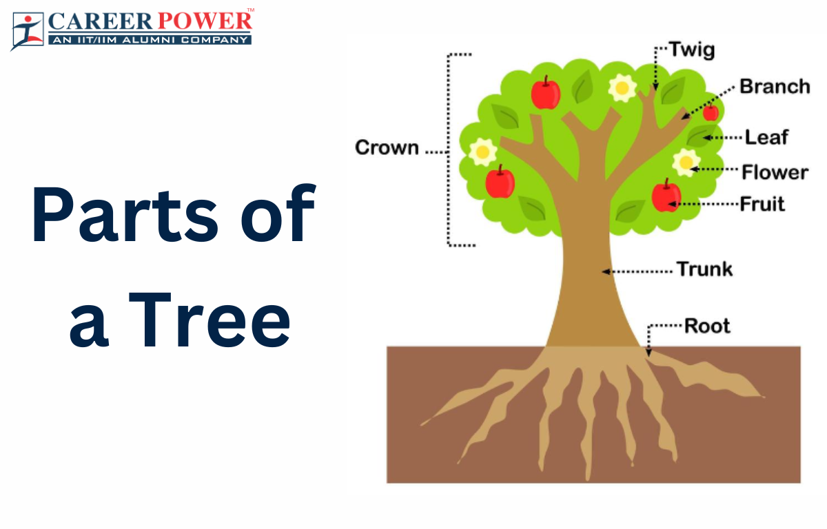 Parts of a Tree, Names and Their Functions