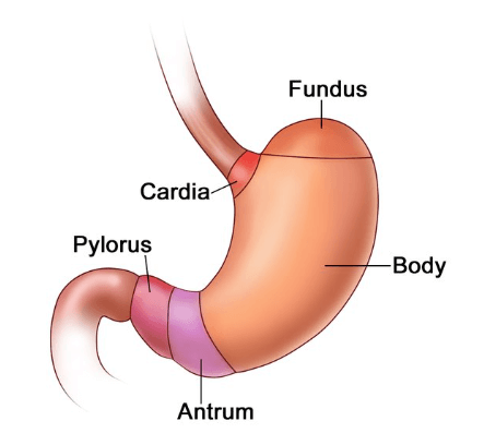 Human Digestive System and it's Functions_8.1