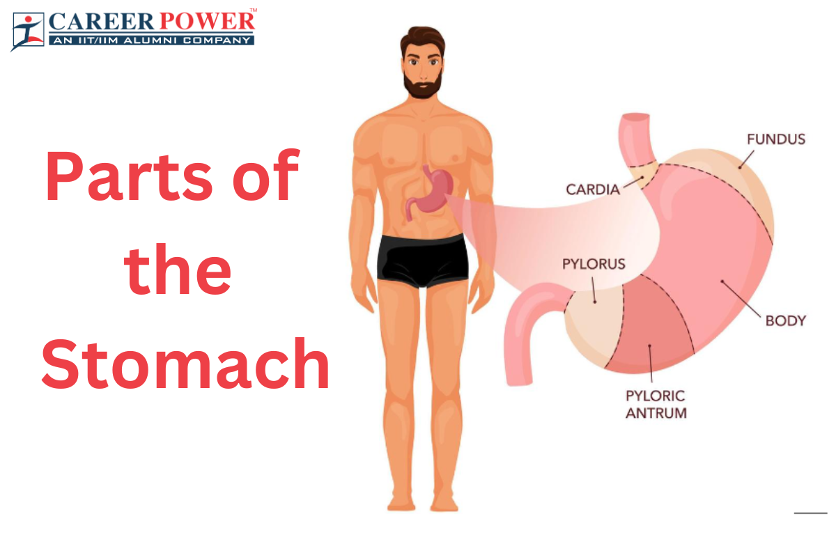 Parts of the Stomach