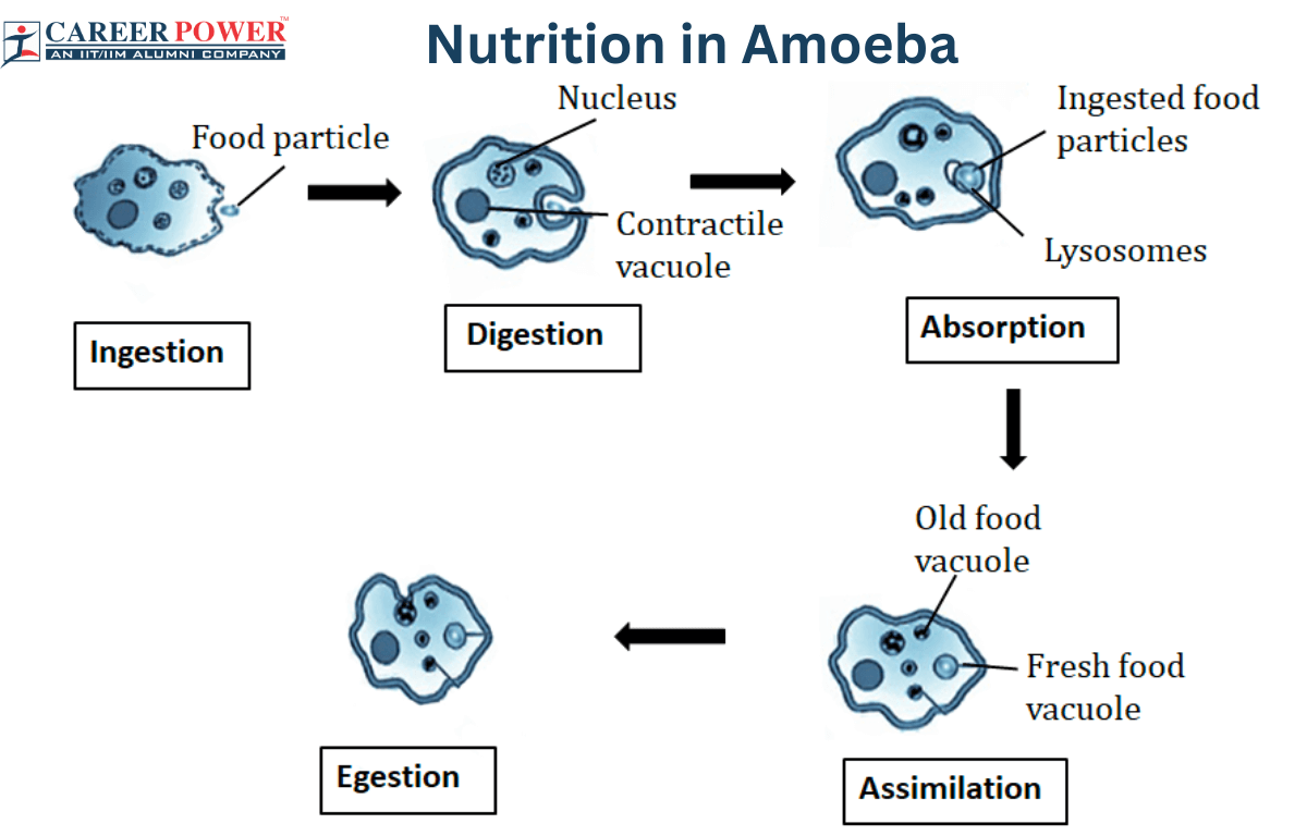 Nutrition In Amoeba And Paramecium Lesson Science Cbse Class 10