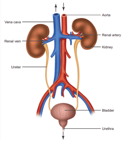 Excretion in Human Beings and its Parts_3.1