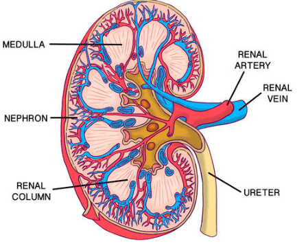 Excretion in Human Beings and its Parts_4.1
