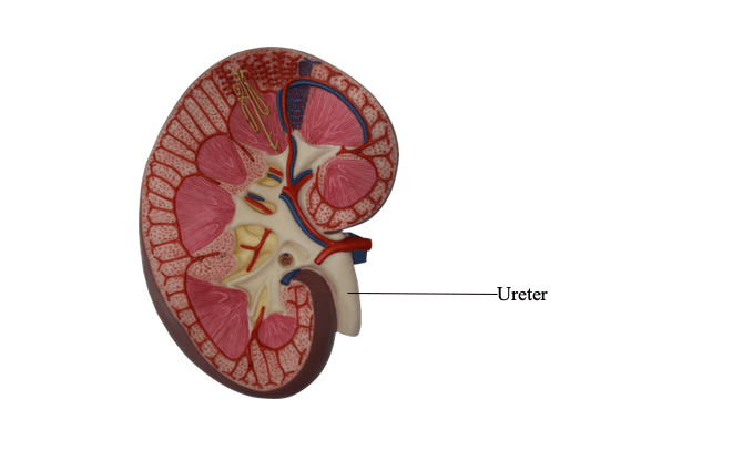 Excretion in Human Beings and its Parts_5.1
