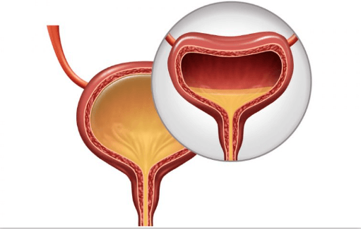 Excretion in Human Beings and its Parts_6.1
