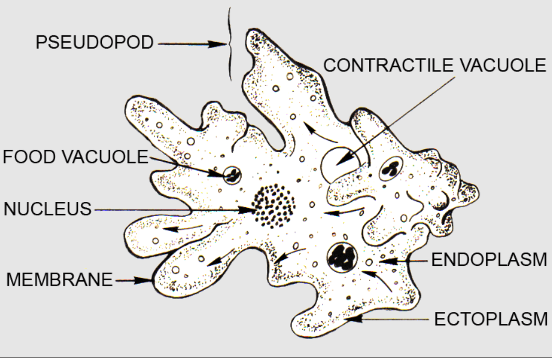 Nutrition In Amoeba Mode And Complete Process nutrition-in-amoeba-mode-and-complete-process
