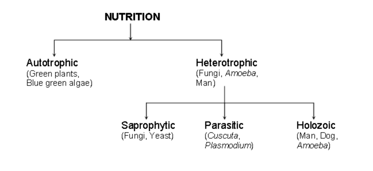 Nutrition Definition Types And Their Functions nutrition-definition-types-and-their-functions