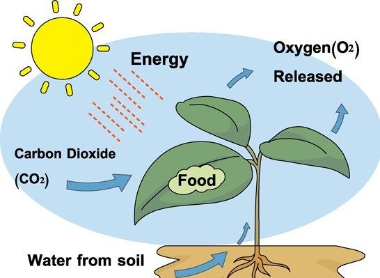 Nutrition in Plants, Types, Modes and Functions_4.1