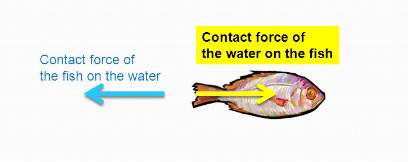 Newton's Third Law of Motion: Definition, Formulas & Applications_3.1