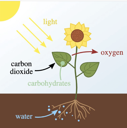 Autotrophic Nutrition Types and Their Function_3.1