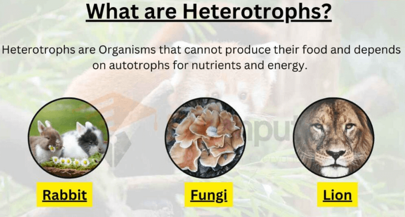 Heterotrophic Nutrition And It s Types heterotrophic-nutrition-and-it-s-types