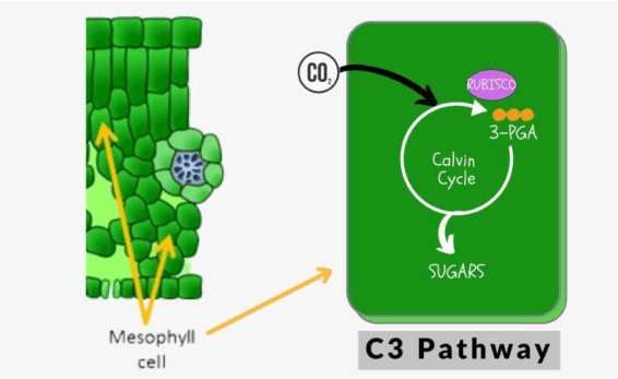 Photosynthesis in Higher Plants_4.1