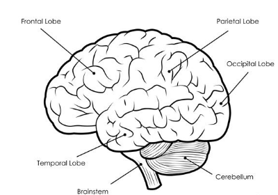Human Brain Diagram, Parts and Functions_3.1