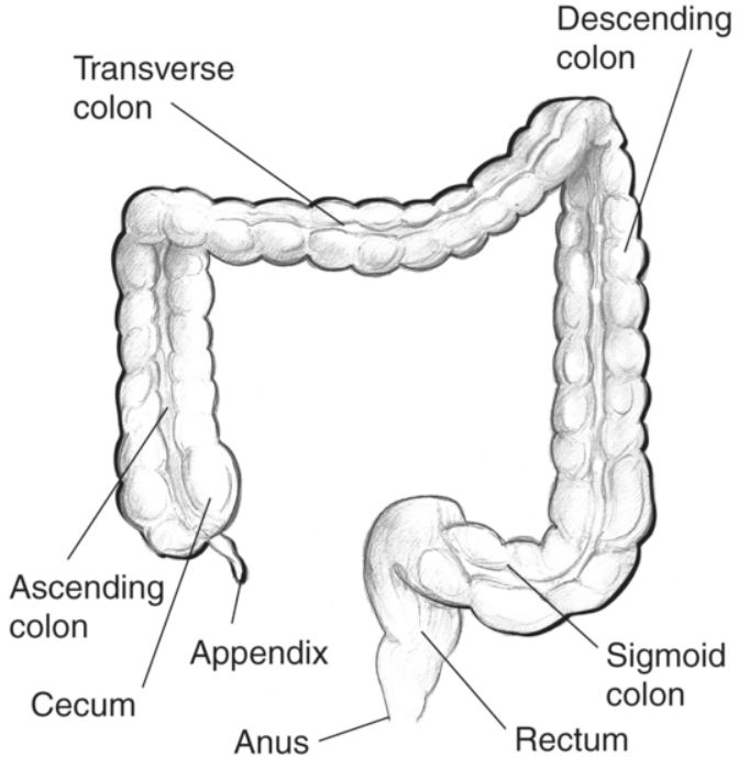 Large Intestine: Functions, Parts and Diagram_4.1