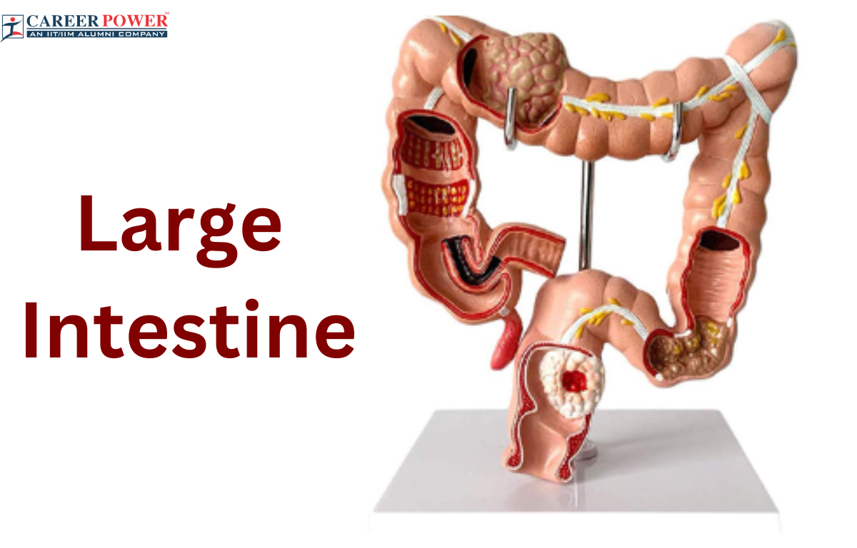 Large Intestine