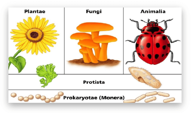 Five Kingdom Classification, Characteristics and Advantages_3.1