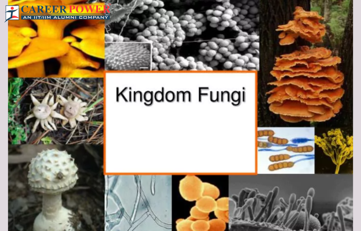 Kingdom Fungi